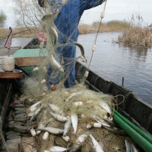 Дунайская сельд город Вилково